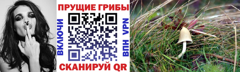 Купить где  Курлово  Галлюциногенные грибы MAGIC MUSHROOMS 